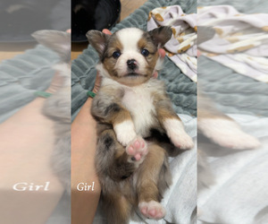Medium Miniature Australian Shepherd