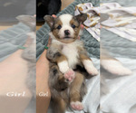 Puppy Sky Miniature Australian Shepherd