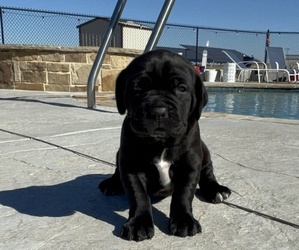 Cane Corso Puppy for sale in GRANDVIEW, TX, USA
