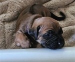 Small #1 Rhodesian Ridgeback