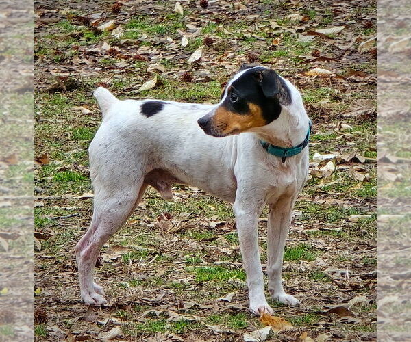 Medium Photo #3 Rat Terrier-Unknown Mix Puppy For Sale in Atlanta, GA, USA