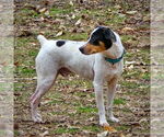 Small #2 Rat Terrier Mix