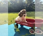 Image preview for Ad Listing. Nickname: Loki