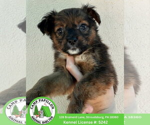 Australian Mountain Dog Dogs for adoption in Stroudsburg, PA, USA