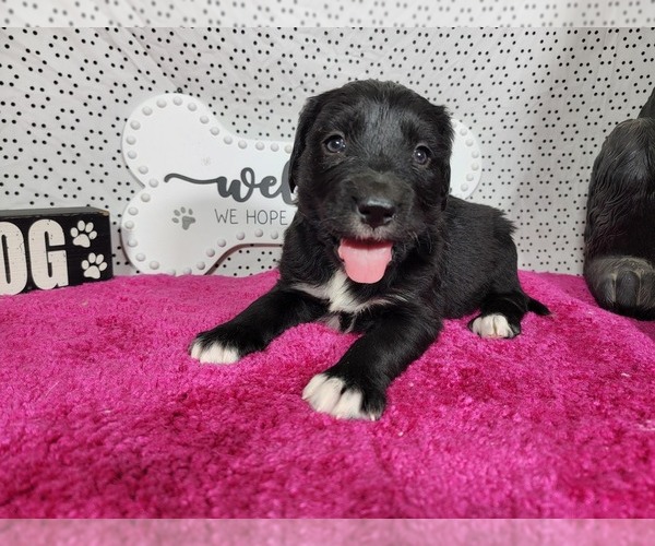 Medium Photo #72 Golden Mountain Dog Puppy For Sale in BLACK FOREST, CO, USA