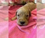 Small #1 Goldendoodle