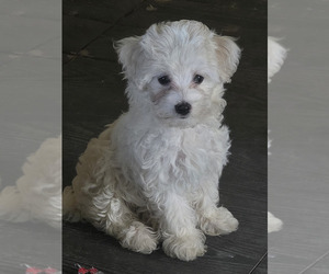 Maltipoo Puppy for sale in NEWNAN, GA, USA