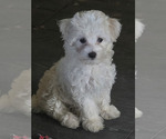 Small Maltipoo