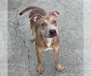 American Pit Bull Terrier Dogs for adoption in Aurora, IL, USA