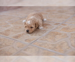 Small Photo #8 Poodle (Toy) Puppy For Sale in EL PASO, TX, USA