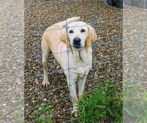 Mother of the Labrador Retriever puppies born on 04/14/2025