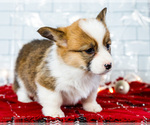 Small #5 Cardigan Welsh Corgi