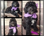 Small Photo #4 Cavapoo-Poodle (Standard) Mix Puppy For Sale in MILLINGTON, MI, USA