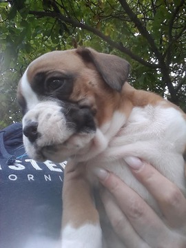 Medium Photo #9 Boxer Puppy For Sale in KENNEWICK, WA, USA