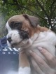 Small Photo #9 Boxer Puppy For Sale in KENNEWICK, WA, USA