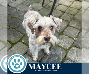 - Mix Dogs for adoption in Kimberton, PA, USA