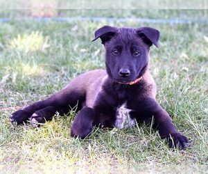 Belgian Malinois Puppy for sale in LA PINE, OR, USA