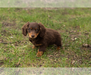 Dachshund Puppy for sale in BREMEN, IN, USA