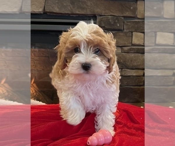 Medium Photo #7 Cavapoo Puppy For Sale in NOBLESVILLE, IN, USA
