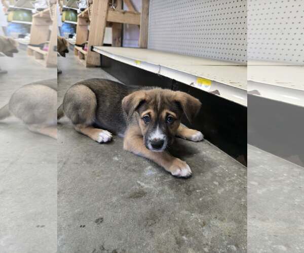 Medium Photo #1 Mutt Puppy For Sale in Woodbury, NY, USA