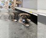 Small Mutt