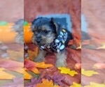 Puppy Churro Yorkshire Terrier
