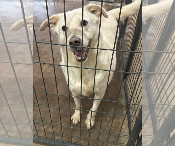 Medium Photo #3 Labsky Puppy For Sale in Jackson, MS, USA