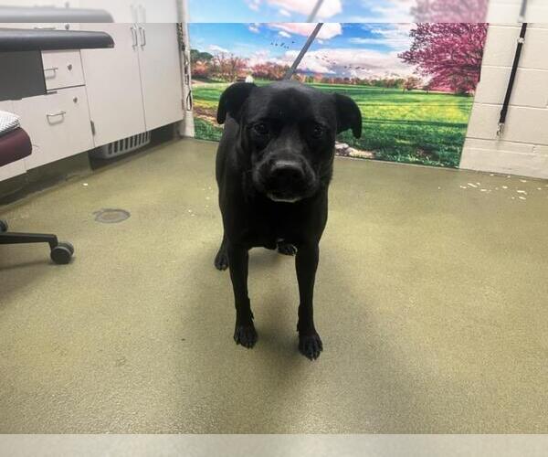 Medium Photo #1 Labrador Retriever-Unknown Mix Puppy For Sale in Moreno Valley, CA, USA