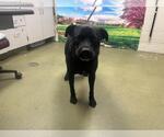 Small Labrador Retriever Mix