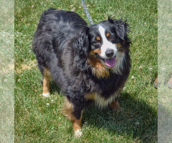 Medium Photo #5 Australian Shepherd Puppy For Sale in Huntley, IL, USA
