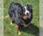 Small #4 Australian Shepherd