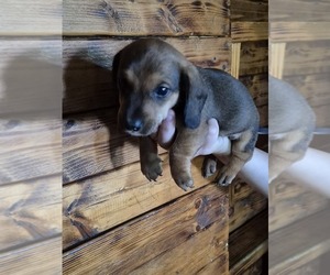 Dachshund Puppy for sale in BULLS GAP, TN, USA