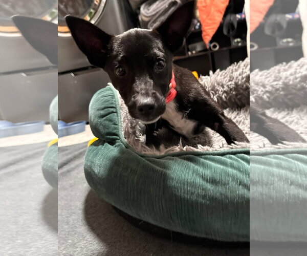 Medium Photo #2 Mutt Puppy For Sale in New London, WI, USA