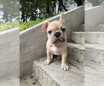 Puppy Rocco French Bulldog