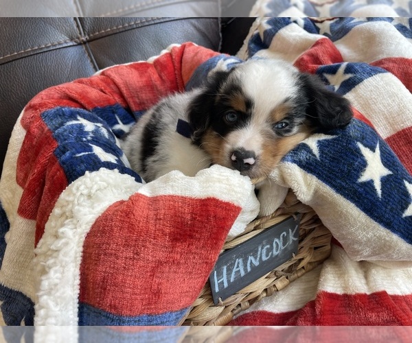 Medium Photo #3 Miniature Australian Shepherd Puppy For Sale in BONNERS FERRY, ID, USA