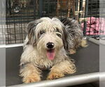 Small #3 Australian Shepherd Mix