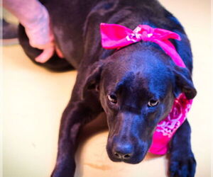 Labrador Retriever-Unknown Mix Dogs for adoption in Holly Springs, MS, USA