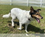 Small #6 Collie Mix