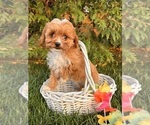 Small #1 Cavapoo