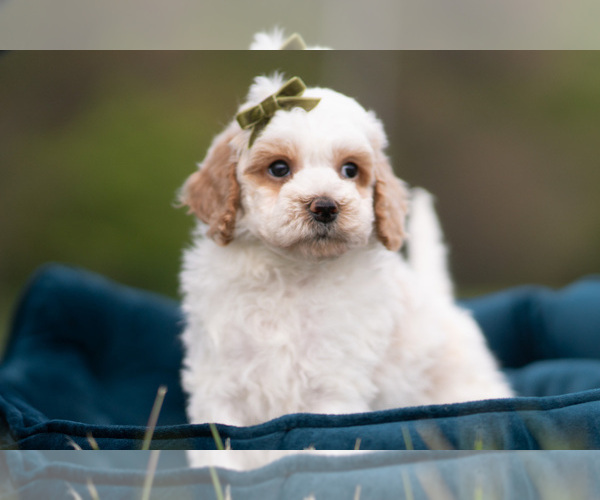 Medium Photo #4 Maltipoo (Miniature) Puppy For Sale in WARSAW, IN, USA