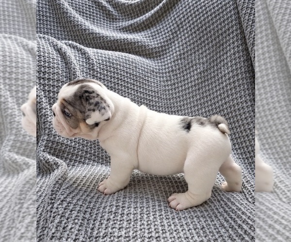 Medium Photo #2 Bulldog Puppy For Sale in HUTCHINSON, KS, USA