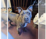 Small Photo #3 American Staffordshire Terrier-Unknown Mix Puppy For Sale in Sheboygan, WI, USA