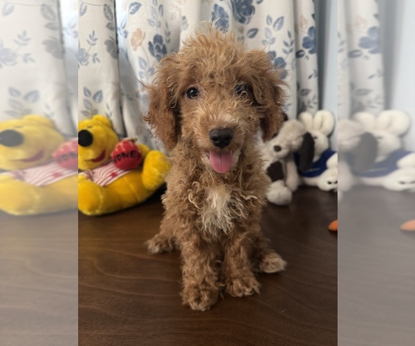 Medium Photo #14 Havapoo Puppy For Sale in DURHAM, CT, USA