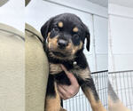 Small Photo #9 Rottweiler Puppy For Sale in YUCAIPA, CA, USA