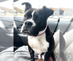 Small #1 American Staffordshire Terrier-Bulldog Mix