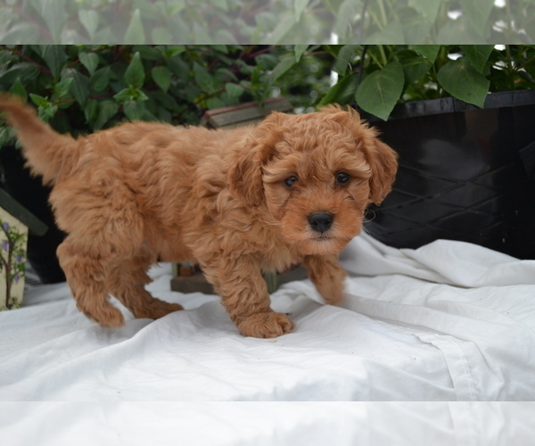 Medium Photo #4 Cavapoo (Miniature)-Poodle (Toy) Mix Puppy For Sale in GREENWOOD, WI, USA