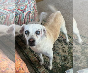Larry - Male Mutt Dog for Adoption - Photo #3