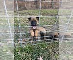 Small Photo #5 Belgian Malinois Puppy For Sale in HAMPSHIRE, TN, USA