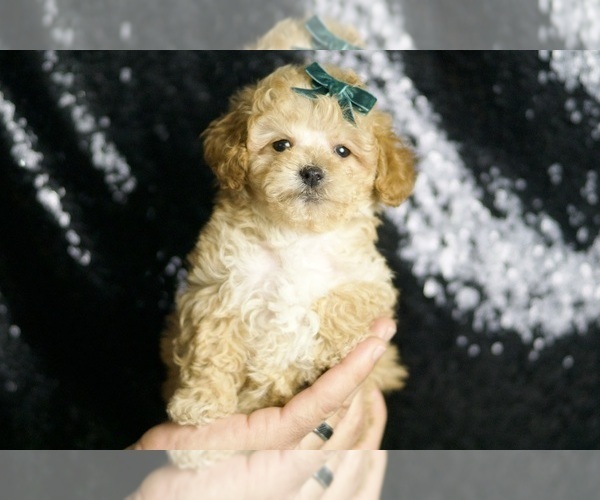 Medium Photo #1 Maltipoo Puppy For Sale in WARSAW, IN, USA