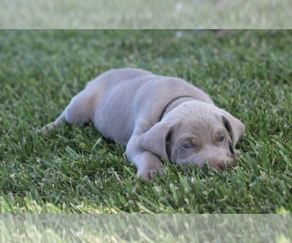 Medium Photo #9 Weimaraner Puppy For Sale in WILLOWS, CA, USA